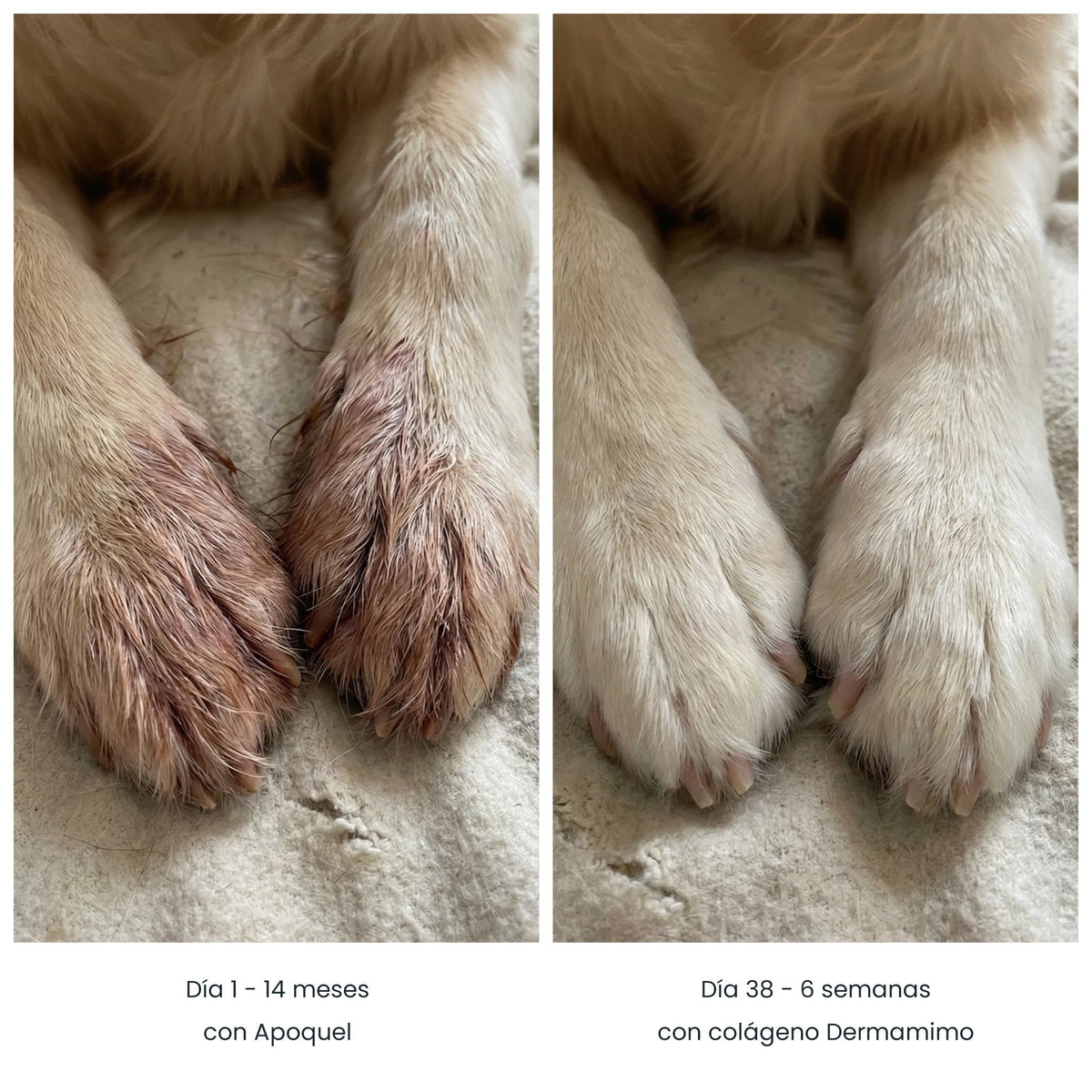 Antes y después de las patas de un perro: día 1 con Apoquel y día 38 con colágeno Dermamimo