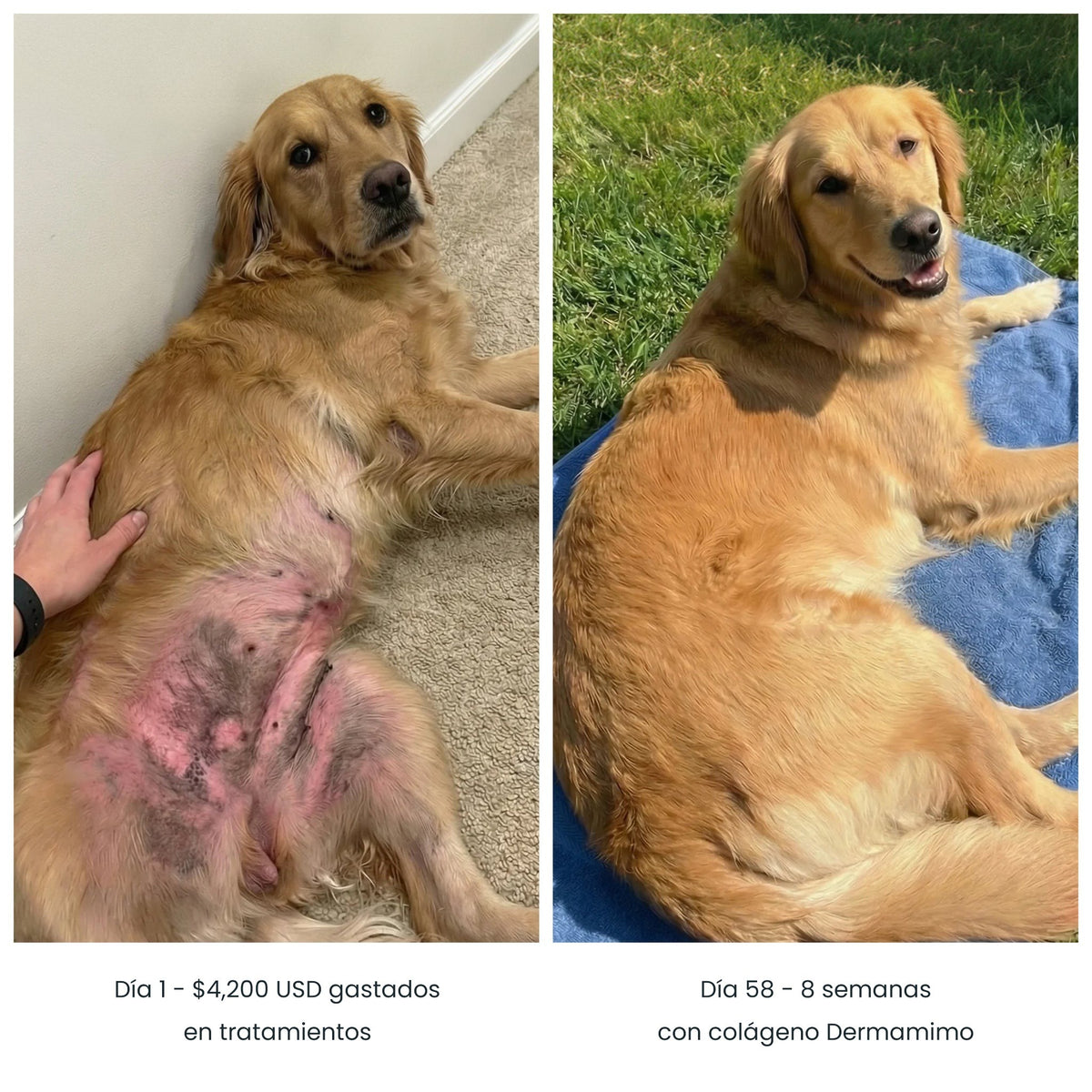 Antes y después de la piel de un golden retriever: día 1 y día 58 con colágeno Dermamimo