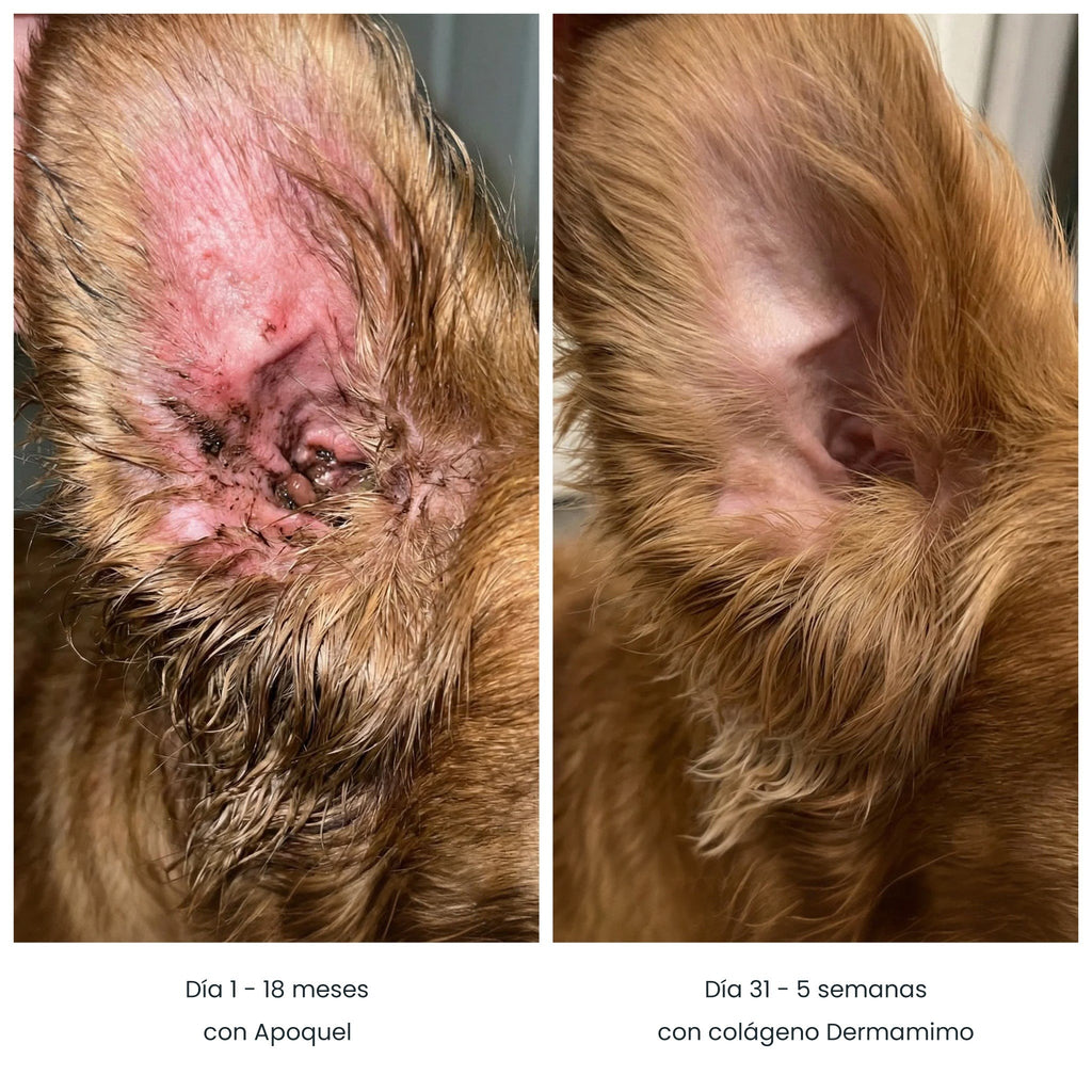 Antes y después de la oreja de un perro: día 1 con Apoquel y día 31 con colágeno Dermamimo