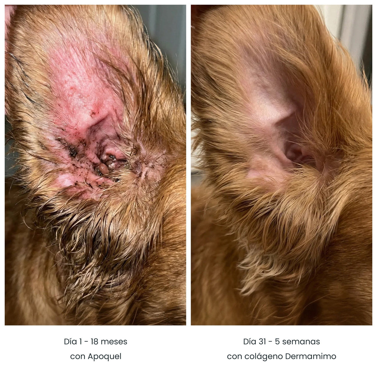 Antes y después de la oreja de un perro: día 1 con Apoquel y día 31 con colágeno Dermamimo